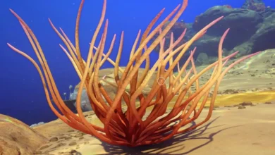 A vibrant orange coral-like structure with long, thin branches sits on a sandy seabed in a bright blue underwater scene.